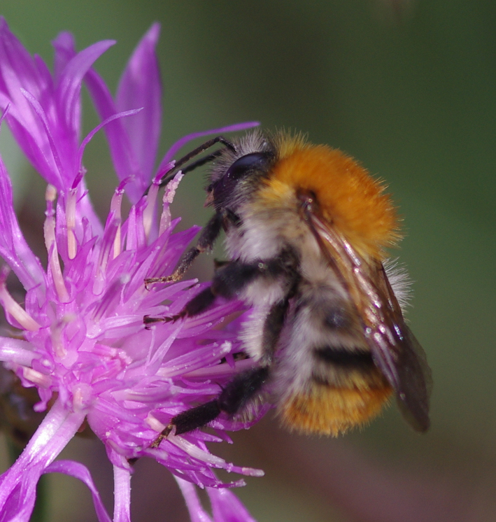 IMGP8210_Bumblebee_y_sm.JPG