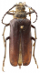 Prionus corpulentus (Bates, 1878).png