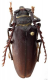 Prionus elegans (Demelt, 1972).png