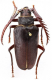 Prionus elliotti (Gahan, 1906).png