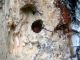 M.thoracica_Białowieża_VI.2012 070.jpg