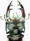 Lucanus cervus mm. 79-Particolare mandibole.JPG