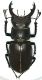 Lucanus_cervus_01_Manziana_11-VII-1983_47mm.jpg