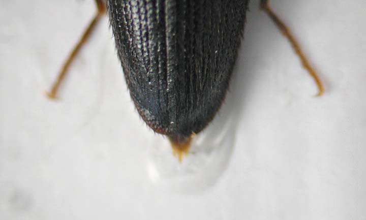 Procraerus tibialis - apice elitre.jpg