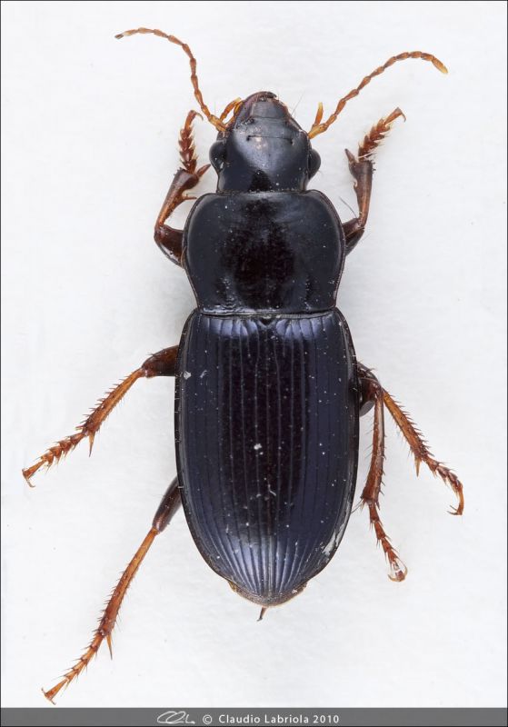 Harpalus_sp.jpg