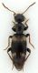 Anthicidae_Maccarese_6-III-2010.jpg