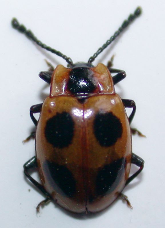 Endomychus coccineus.jpg