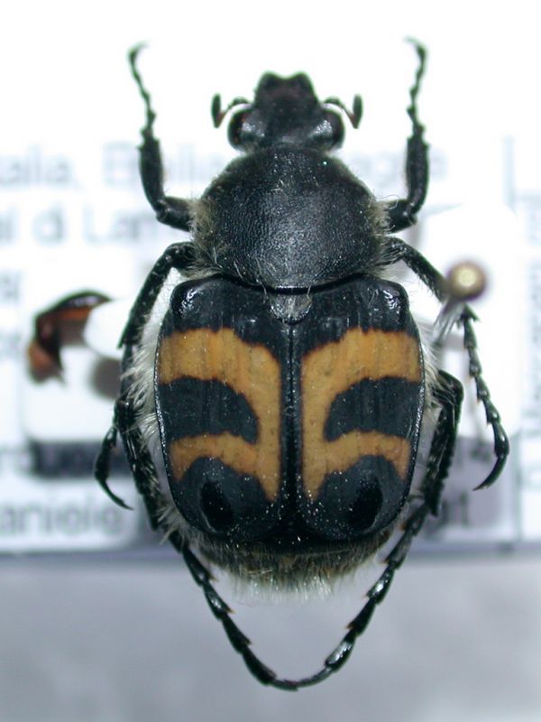 Trichius fasciatus a.jpg