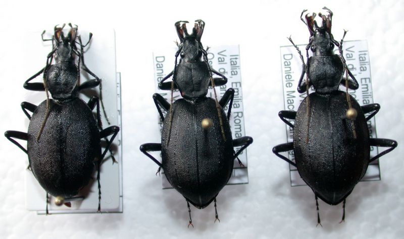 Cychrus italicus.jpg