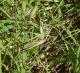 Empusa_pennata_2di2.jpg