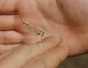 Empusa_pennata_Slucia.jpg