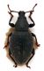 Comb1394_10zFcr.jpg