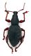 Comb1391_12zFcr.jpg