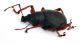 Comb1392_32zFcr.jpg
