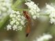 ichneumonidae sottile e.jpg