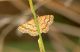 Emmiltis pygmaearia (HÜBNER, [1809]) copia.JPG