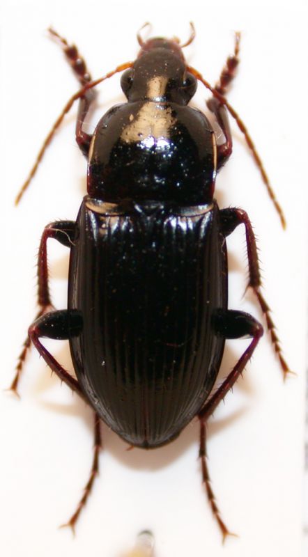 calathus fuscipes.jpg