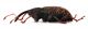 Comb1389_38zFcr.jpg