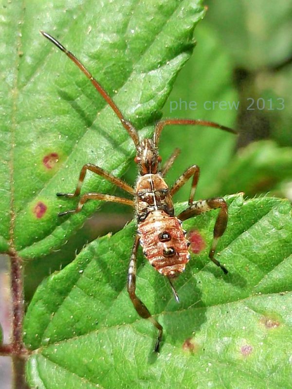 Leptoglossus occidentalis ninfa (1).jpg