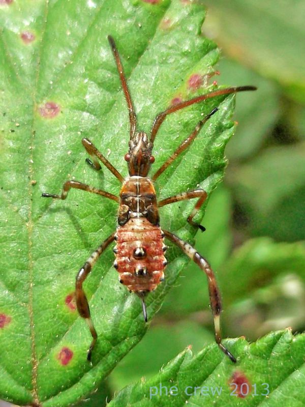 Leptoglossus occidentalis ninfa (2).jpg