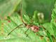 Leptoglossus occidentalis ninfa (3).jpg