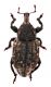 Comb1376_20zFcr.jpg