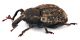 Comb1377_32zFcr.jpg