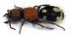 Comb1373_27zLcr.jpg