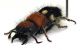 Comb1374_46zLcr.jpg