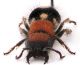 Comb1375_55zFcr.jpg