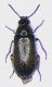 Dasytes subalpinus f.jpg