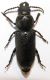 01_Spondylis_buprestoides.jpg
