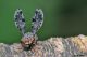 Callopistromyia annulipes 19.jpg