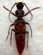 Cerambycidae2.jpg