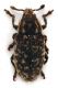 Comb1404_21zF3cr.jpg