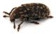 Comb1405_32zF3cr.jpg