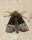 DSC_7575 comp.jpg