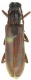 Derolus iranensis.png