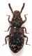 Comb1407_25zF3cr.jpg