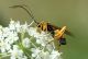 20140804_ValSanNicolo_511_ter.jpg