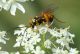 20140804_ValSanNicolo_512_ter.jpg