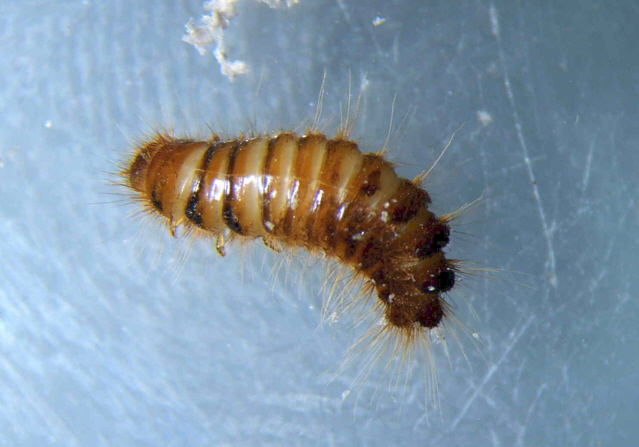 larva pelosa.JPG