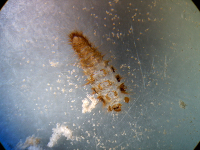 larva aperta.JPG