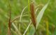 Pediasia forse 05-09-2012.jpg