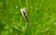 Crambidae 22-07-2012 P.so Sommo q.1550.jpg