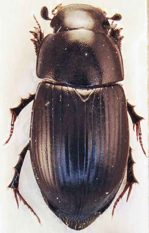 APHODINAE2a.jpg