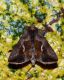 DSC_8213 comp.jpg