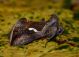 DSC_8211 comp.jpg