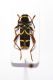 clytus_sp.jpg
