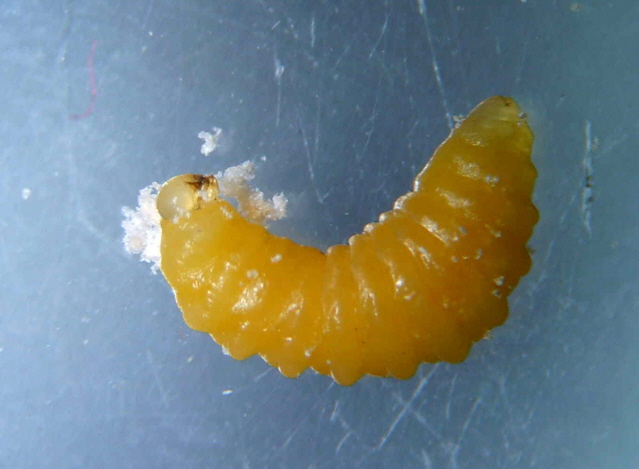 larva apoda.JPG